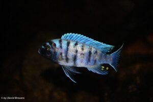 Metriaclima zebra 'Masinje'